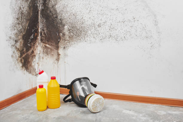 Best Mold Cleaning Services  in Bayou Gauche, LA