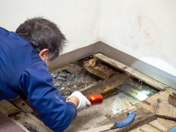 Best Home Mold Removal  in Bayou Gauche, LA