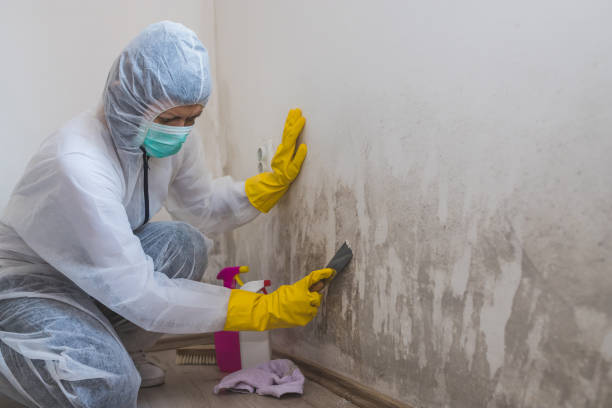 Best Mold Removal Company Near Me  in Bayou Gauche, LA
