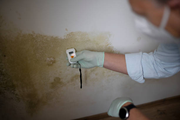 Best Mold Testing  in Bayou Gauche, LA