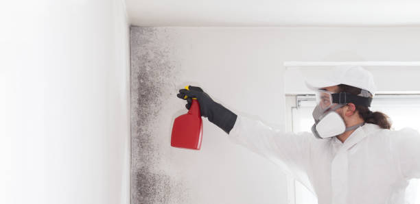 Best Local Mold Removal Service  in Bayou Gauche, LA