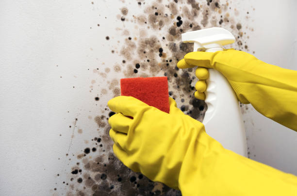Best Office Mold Removal Services  in Bayou Gauche, LA