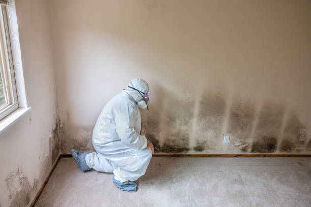 Best Affordable Mold Removal  in Bayou Gauche, LA