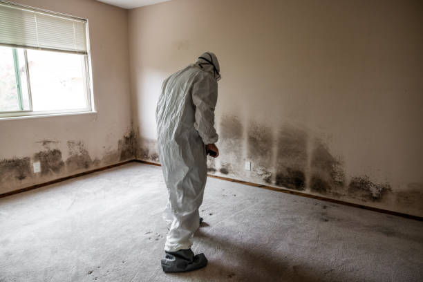 Best Office Mold Removal Services  in Bayou Gauche, LA