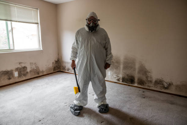 Best Attic Mold Removal  in Bayou Gauche, LA