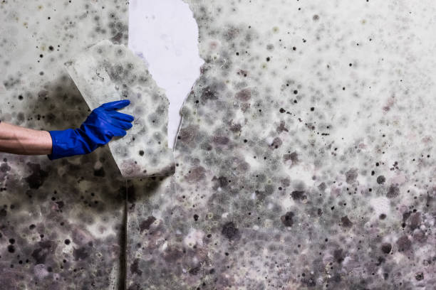 Best Mold Damage Repair  in Bayou Gauche, LA