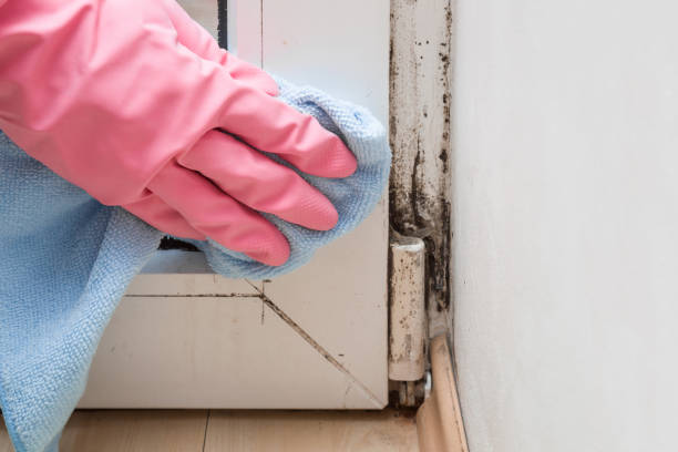Professional Mold Removal in Bayou Gauche, LA